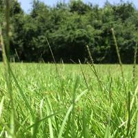 Grass fertilizer image 1